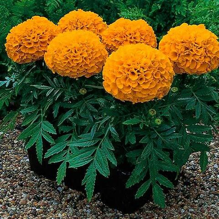 Семена цветов Бархатцы прямостоячие Антигуа Оранж, Syngenta, 15 шт.