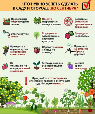 Август в саду: что делать прямо сейчас, чтобы не потерять урожай
