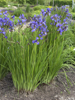 Ирис сибирский "Caesars Brother". Iris sibirica "Caesars Brother".