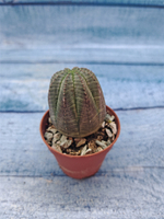 Euphoria Obesa (Эуфорбия)