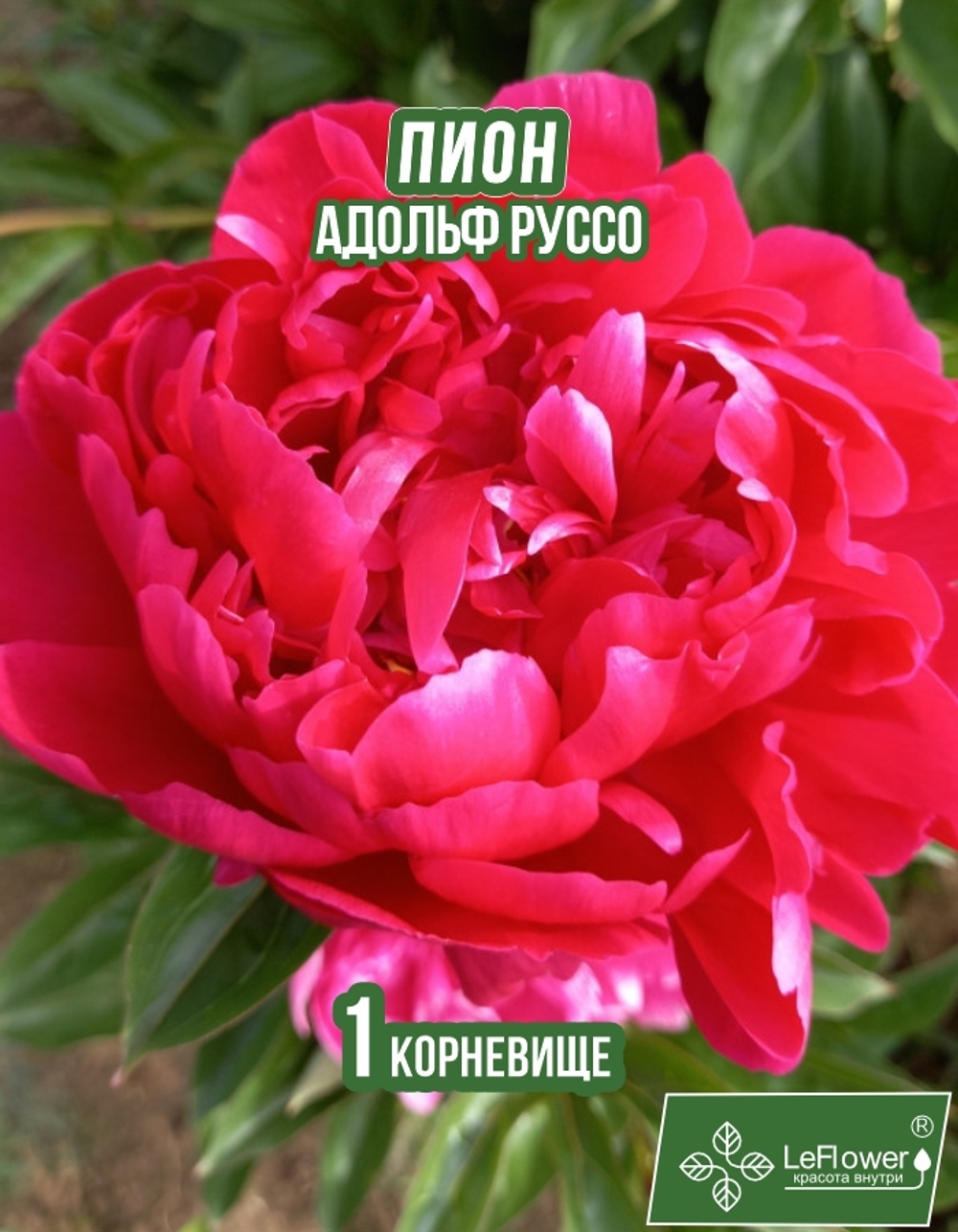 Пион Корневище, Адольф Руссо, 1шт