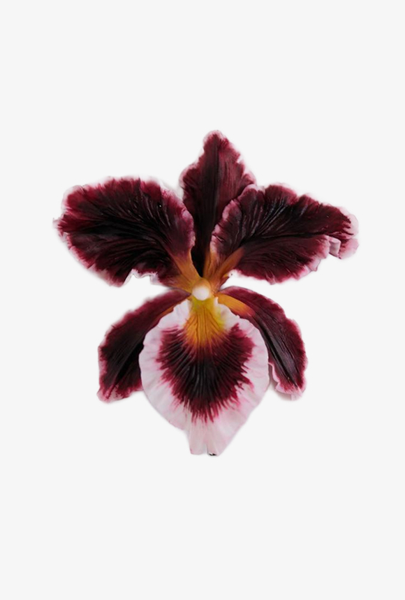 Брошь Каттлея, бордо