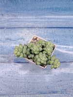 Sedum Burrito (Седум)