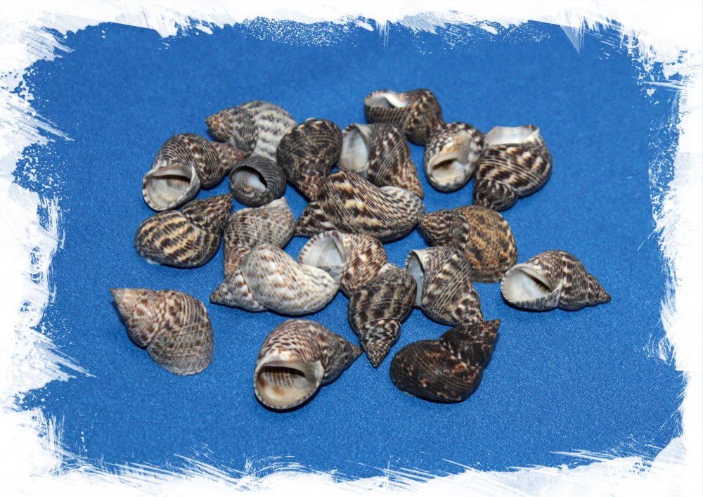 Литторария скабра