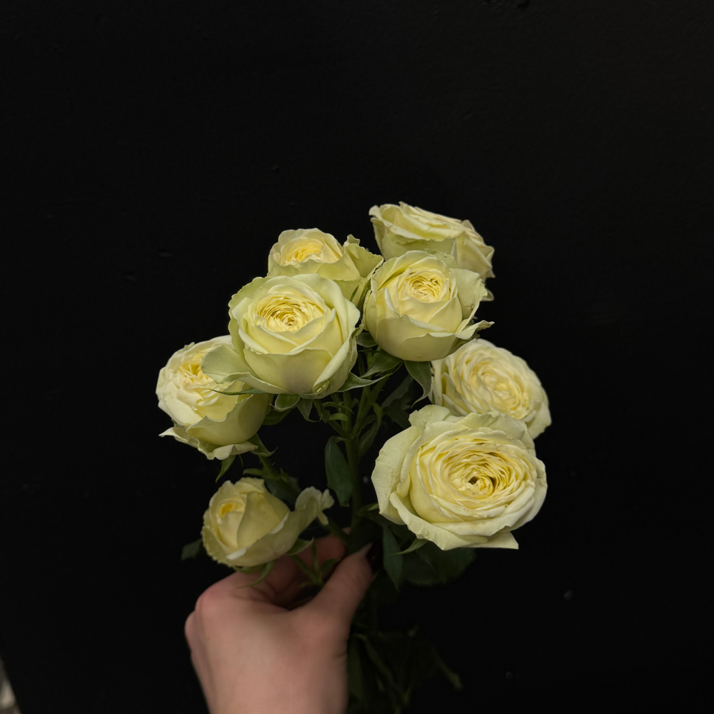 Роза кустовая sandy coast 60 см / 1 шт