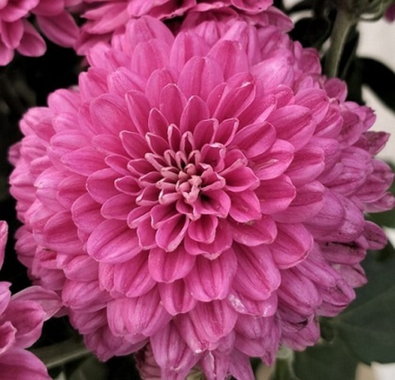 Хризантема мультифлора Розовый зефир