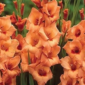 Гладиолусы