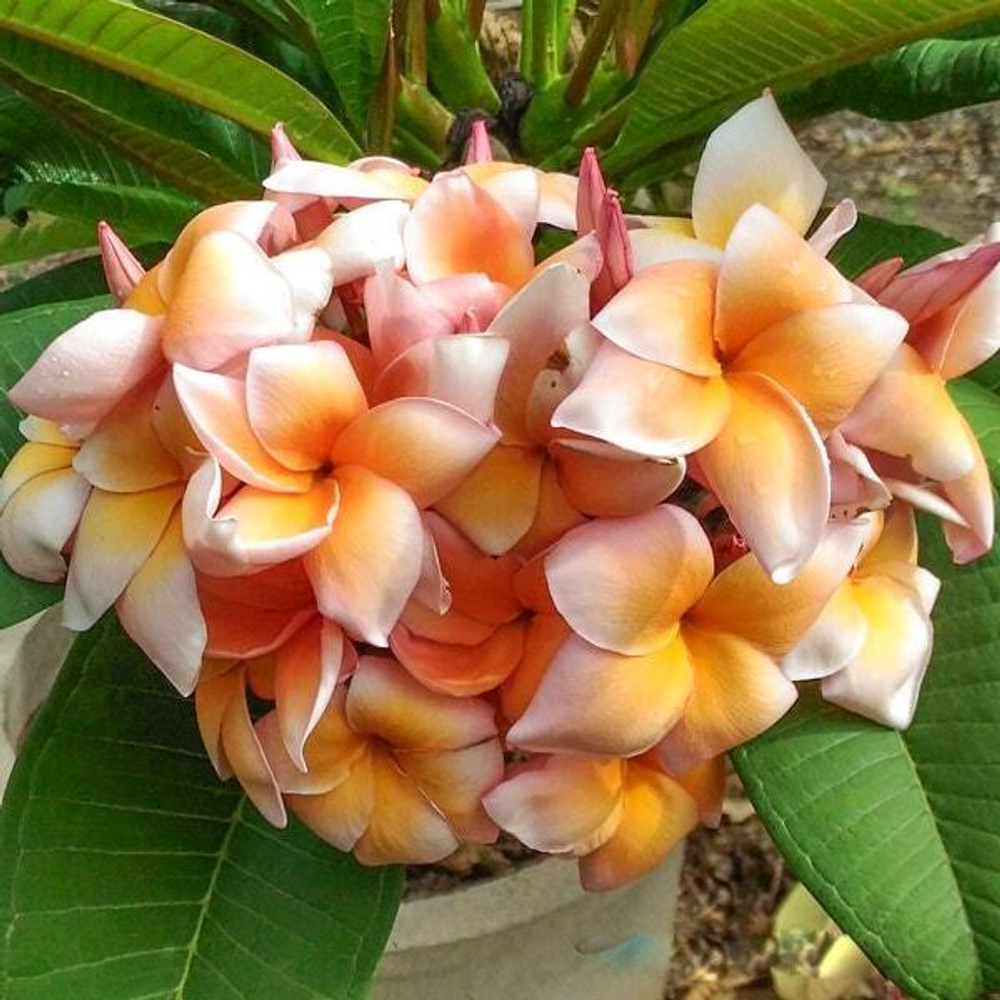 Плюмерия THIP PRATHUMPHON