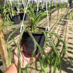 Хуперция H.CARINATA CON SQUARE 5"