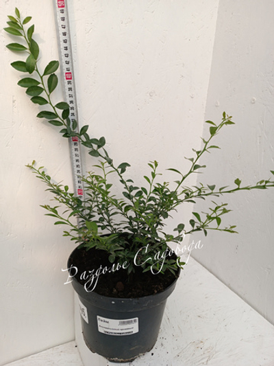 Лайм Австралийский кроваво-красный (горшок 2 л)