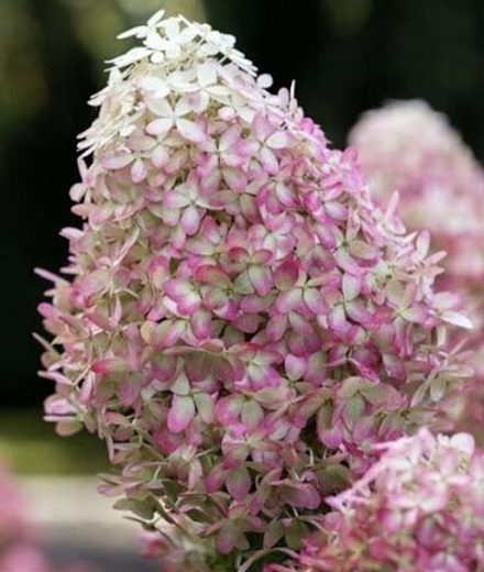 «Роял Флауэр» («Royal Flower») метельчатая гортензия июнь 2025 г.