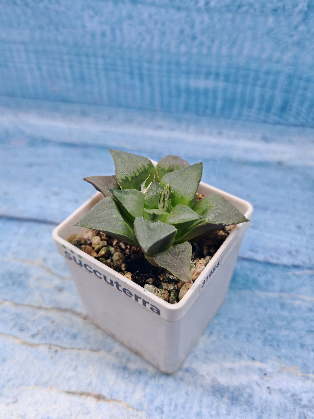 Haworthia Comptoniana hyb. (Хавортия)