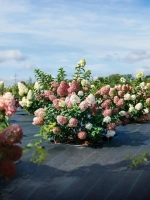 Гортензия метельчатая Сандей Фрейз