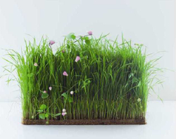 Yuko Takagi. Contemporary Floral Art