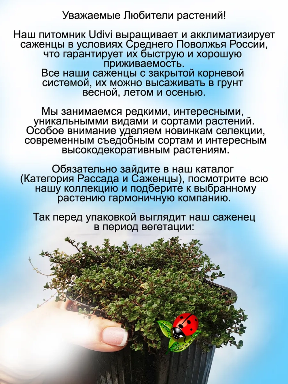 Тимьян Кокинеус красивоцветущий ползучий