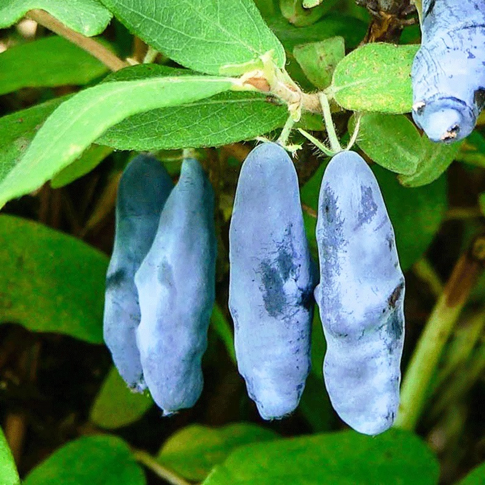 Жимолость Голубой банан