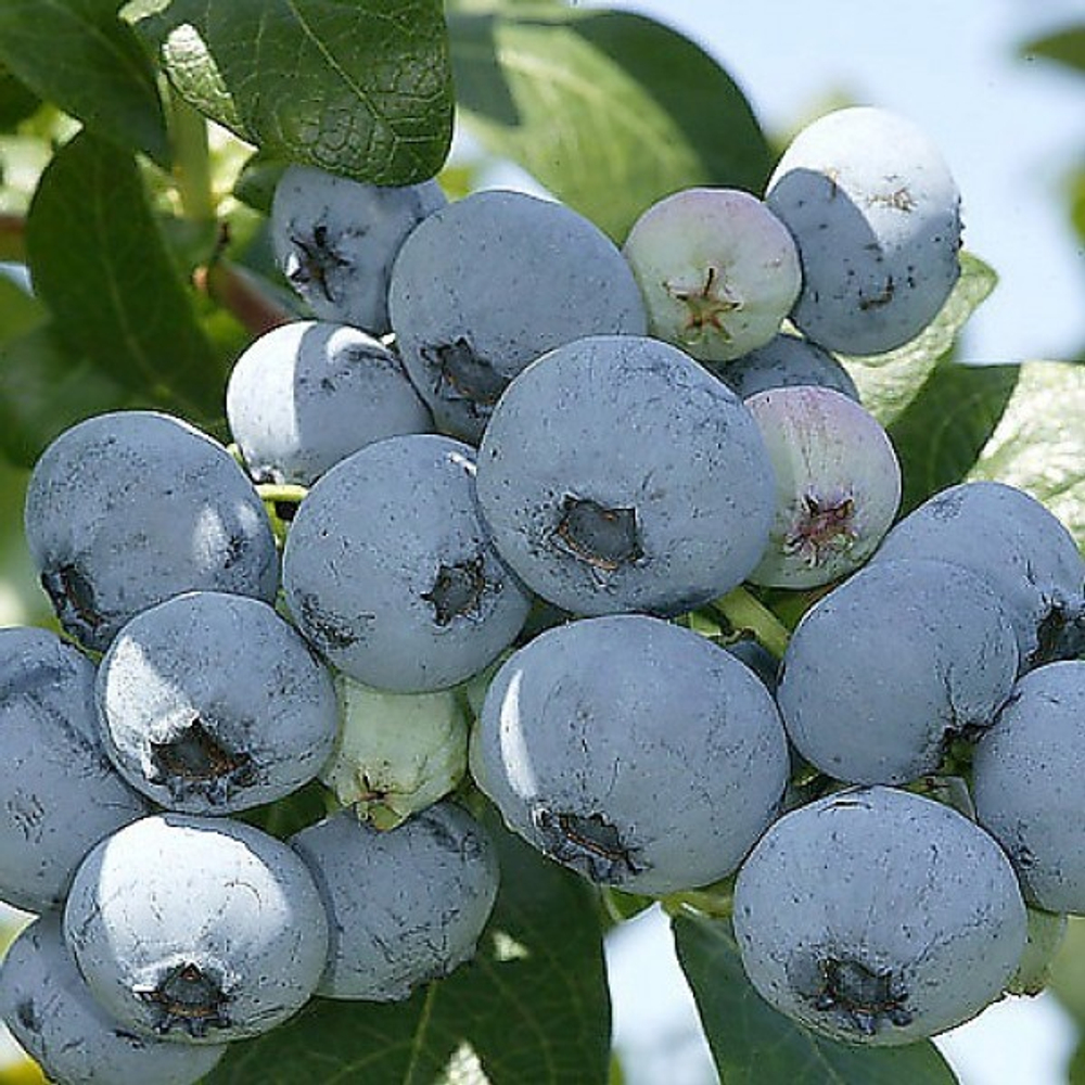 Голубика высокая Нельсон