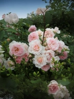 Роза шраб Лавли Мейян