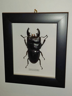 Жук-Рогач Dorcus alcides