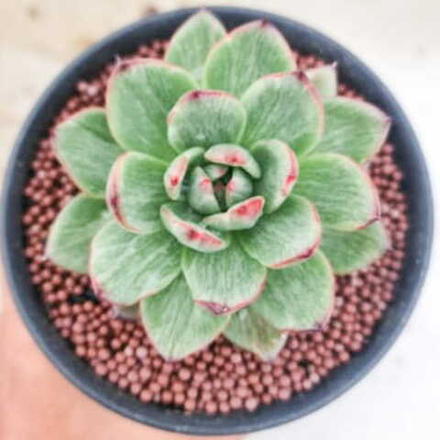 Эхеверия агавовая MADALENA