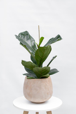Кашпо Jaze Planter 29/25