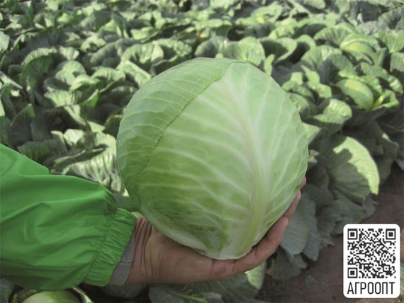Харрикейн F1 семена капусты белокочанной (Bejo / Бейо) урожай – фото 2