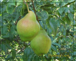 Груша Пингвин