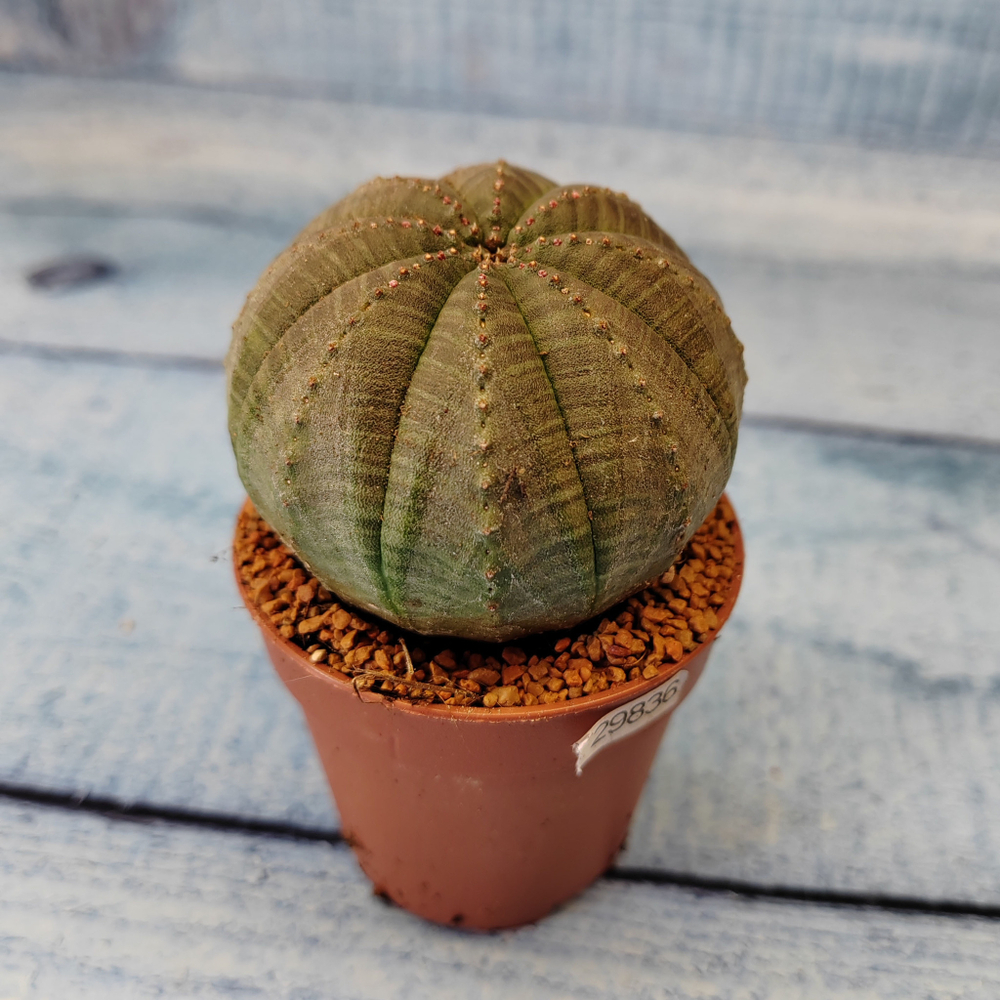 Euphoria Obesa (Эуфорбия)
