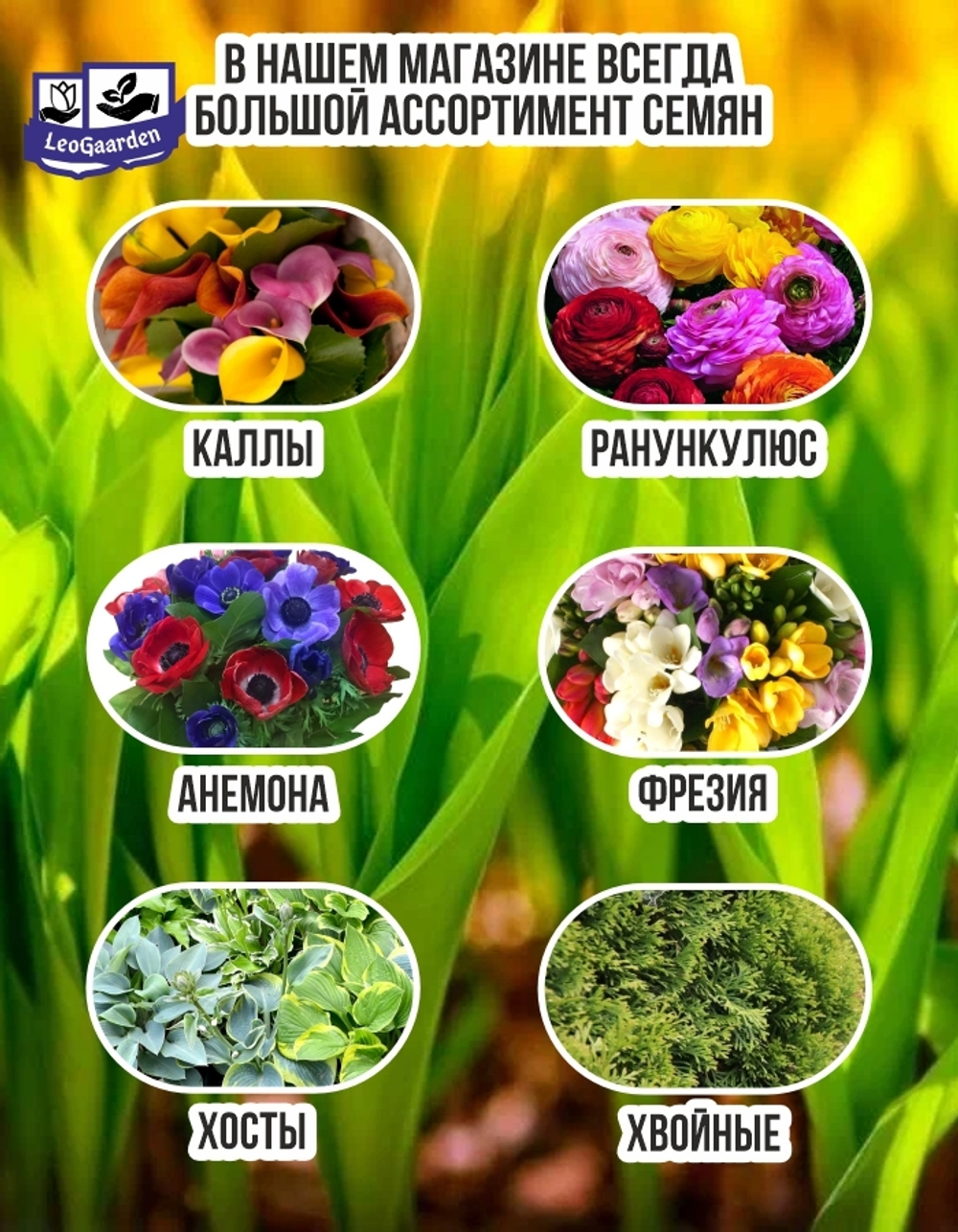 Тюльпан Луковица цветов, Кунг Фу 4 шт,