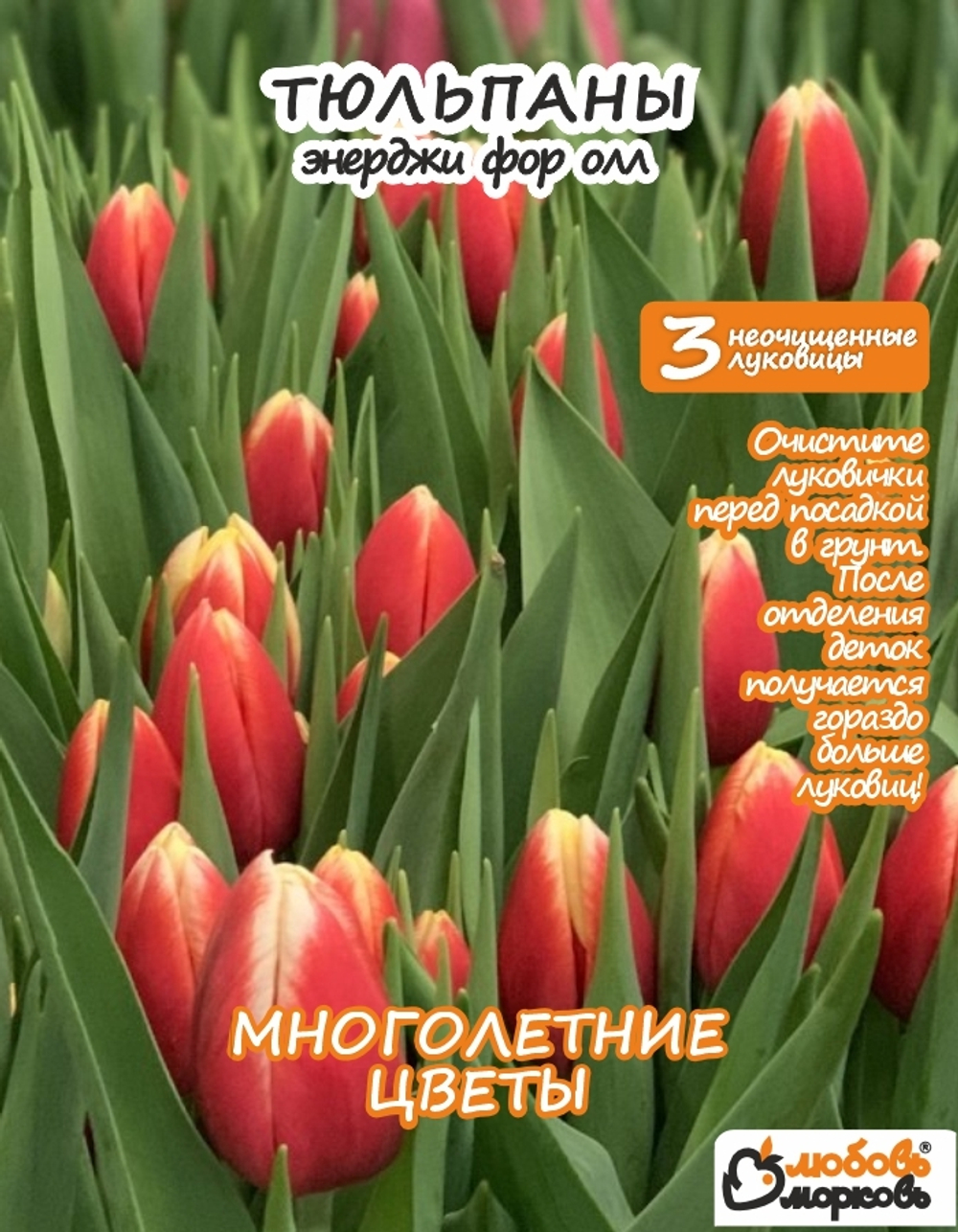 Тюльпан Луковица, Энерджи Фор Ол, 3+шт