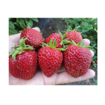 Саженцы садовой земляники (клубники) "МАГНУС" 4 шт