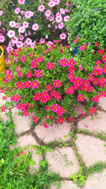 К24 Калибрахоа Colibri Exotic Red Bling