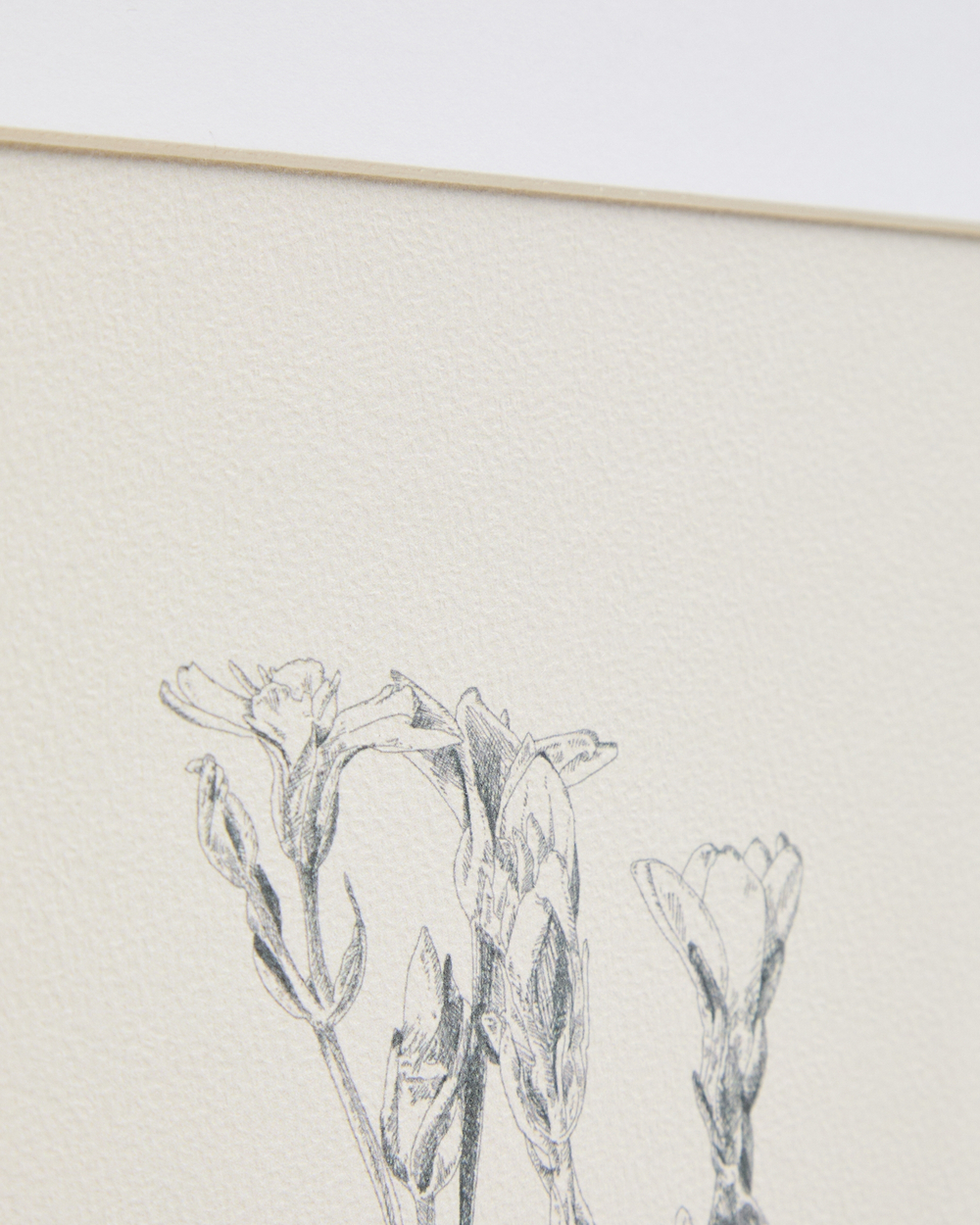 Картина Lirena с ботанической иллюстрацией 70 x 50 см