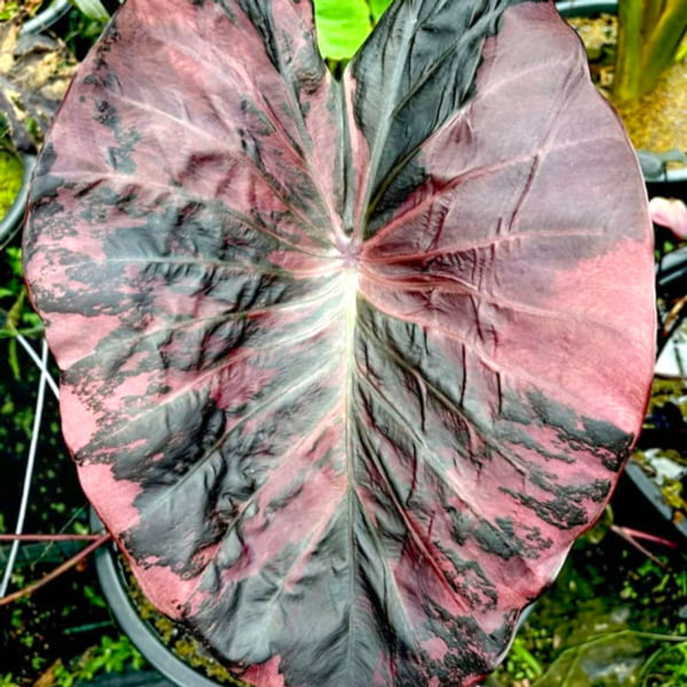 Колоказия GARNET PINK STAR