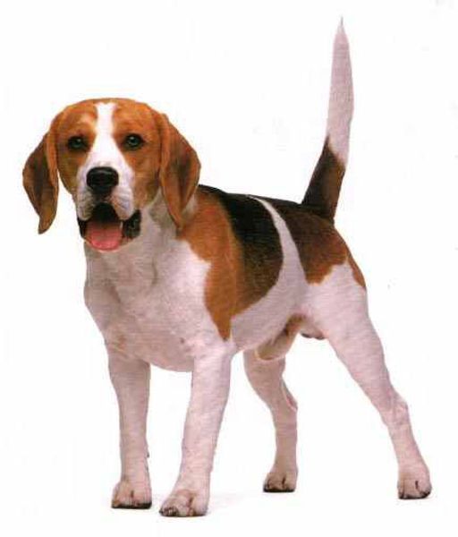 Бигль Бигль