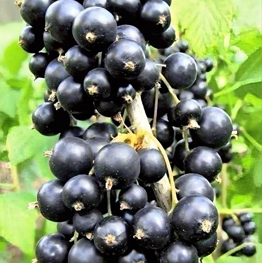 Смородина Рубен черная