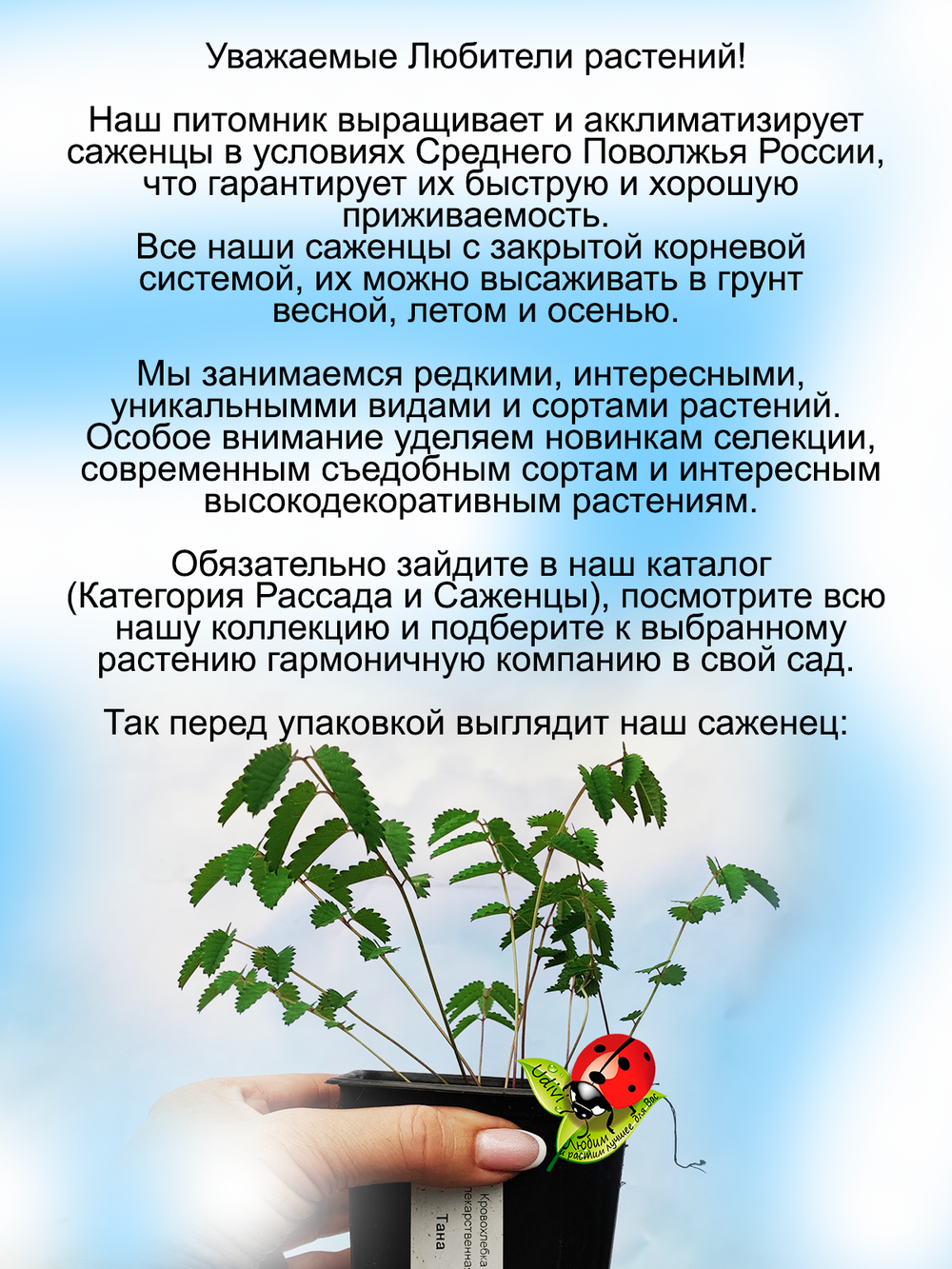 Кровохлёбка лекарственная Тана многолетняя