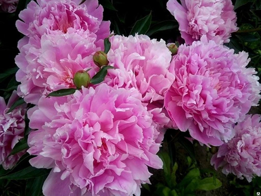 Пион Александр Флеминг 3-5 почек Закупка М81 октябрь 2026