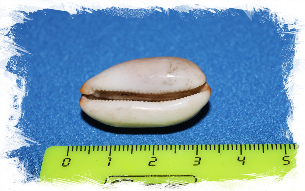 Ципрея Изабелла, 2-4см, 1шт