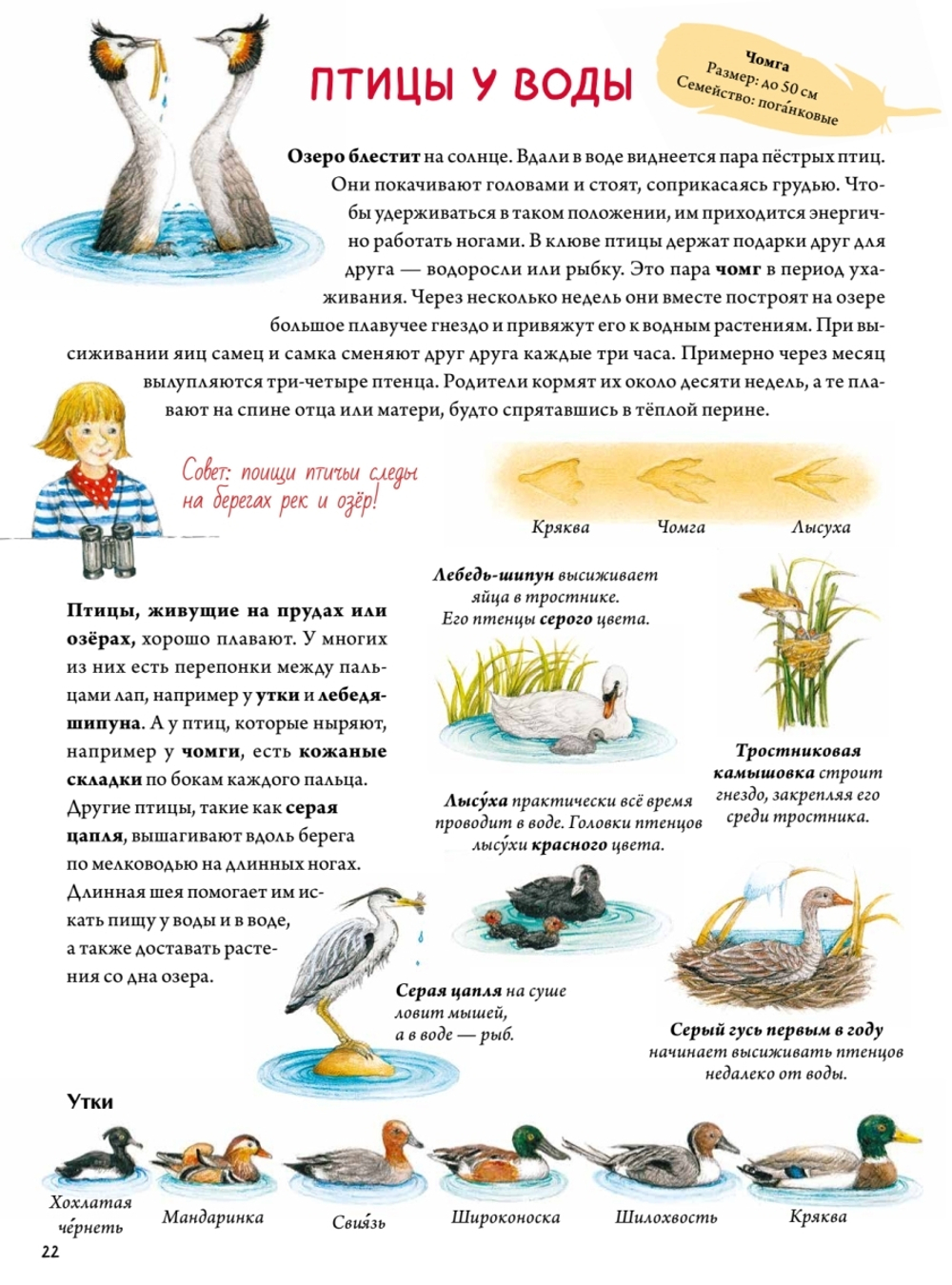 Книга о птицах. BIObook А. Толмачёва