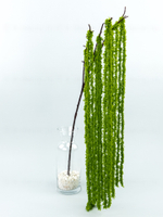 Водоросль ампельная на ветке