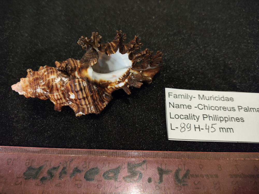 Цикореус Палмароса "85-120мм"