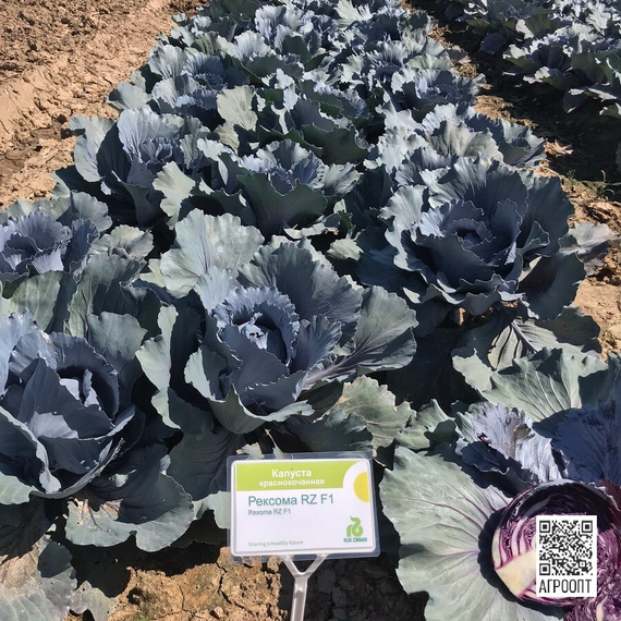 Рексома F1 семена капусты краснокочанной (Rijk Zwaan / Райк Цваан) в поле – фото 11