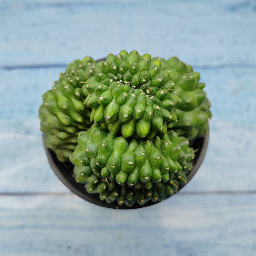 Gymnocalycium Spineless Crested form (Гимнокалициум Кристатный)