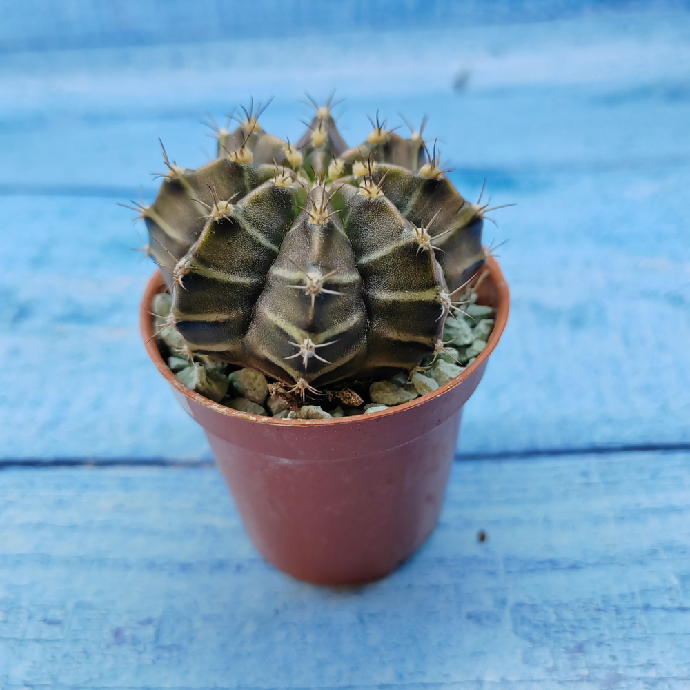 Gymnocalycium Friedrichii (Гимнокалициум)
