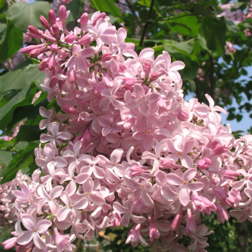 Сирень обыкновенная Бюффон Закупка М64 май 2026