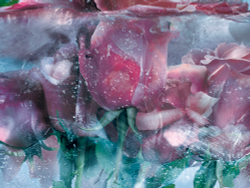 Коллекция Flower Dreams