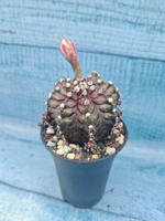 Gymnocalycium T-Rex Pink hybrid (Гимнокалициум T-rex)