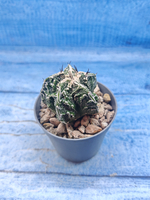 Astrophytum Myriostigma Fukuryu (Астрофитум)