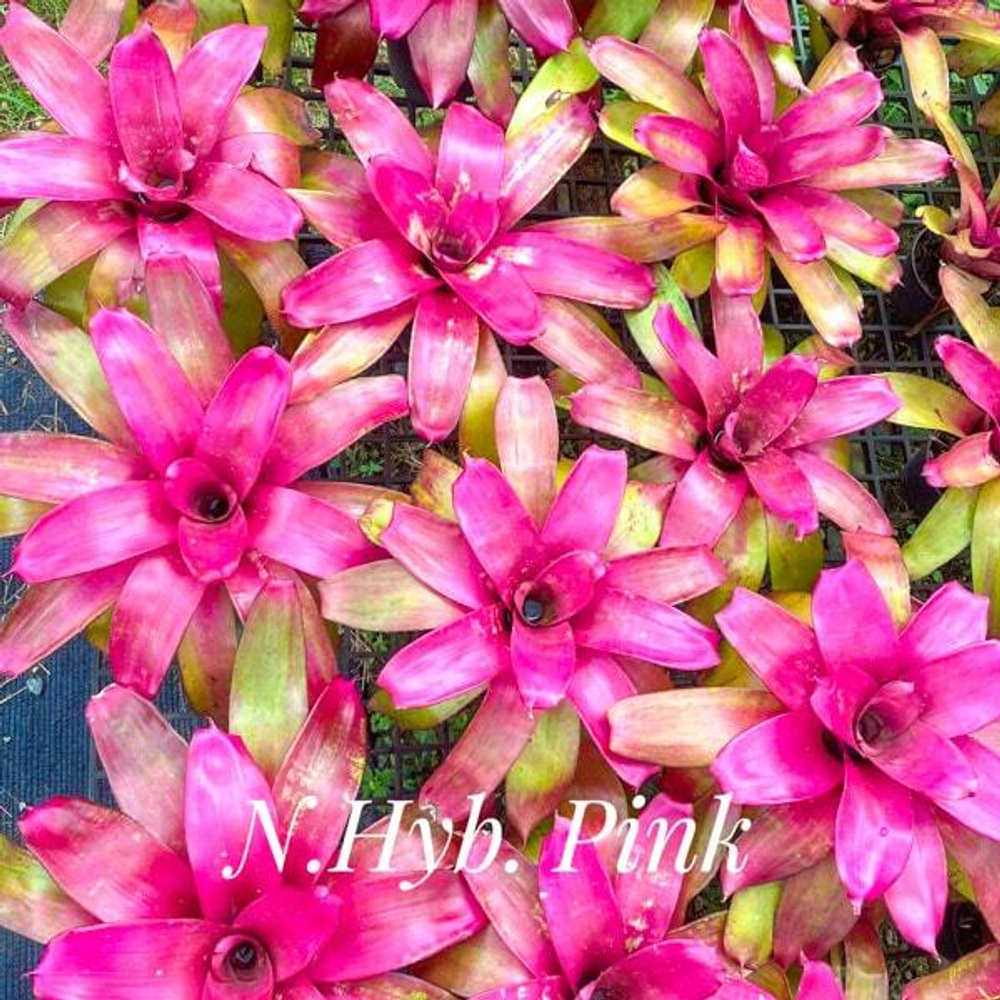 Неорегелия HYB PINK (T107)